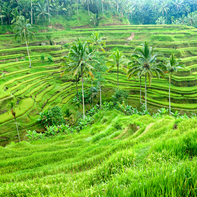 https://www.travelersjoy.com/blog/Bali-Ubud-honeymoon.jpg