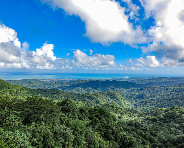 Caribbean_Honeymoon_Rainforest_PR-5.jpg